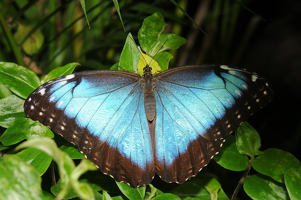 Morpho helenor