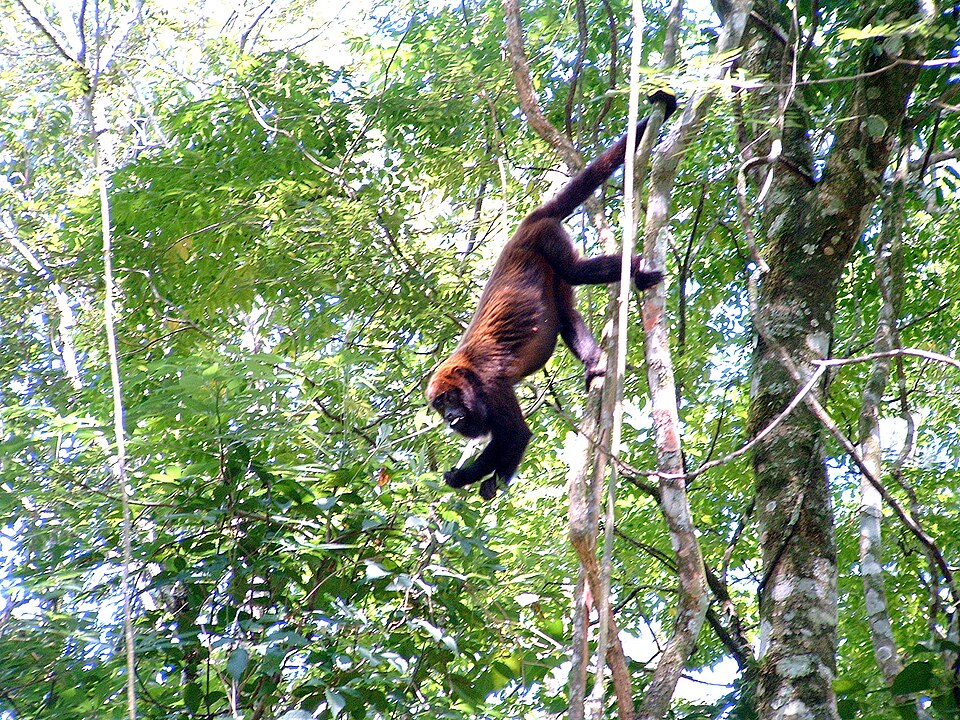 Alouatta guariba