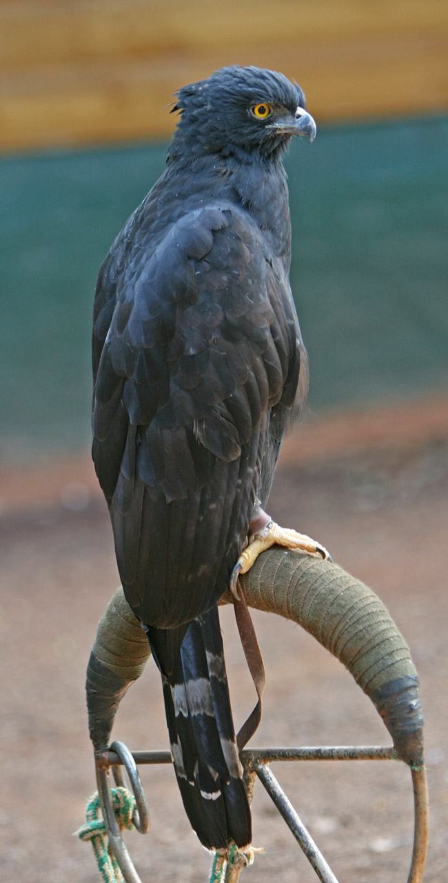 Spizaetus tyrannus