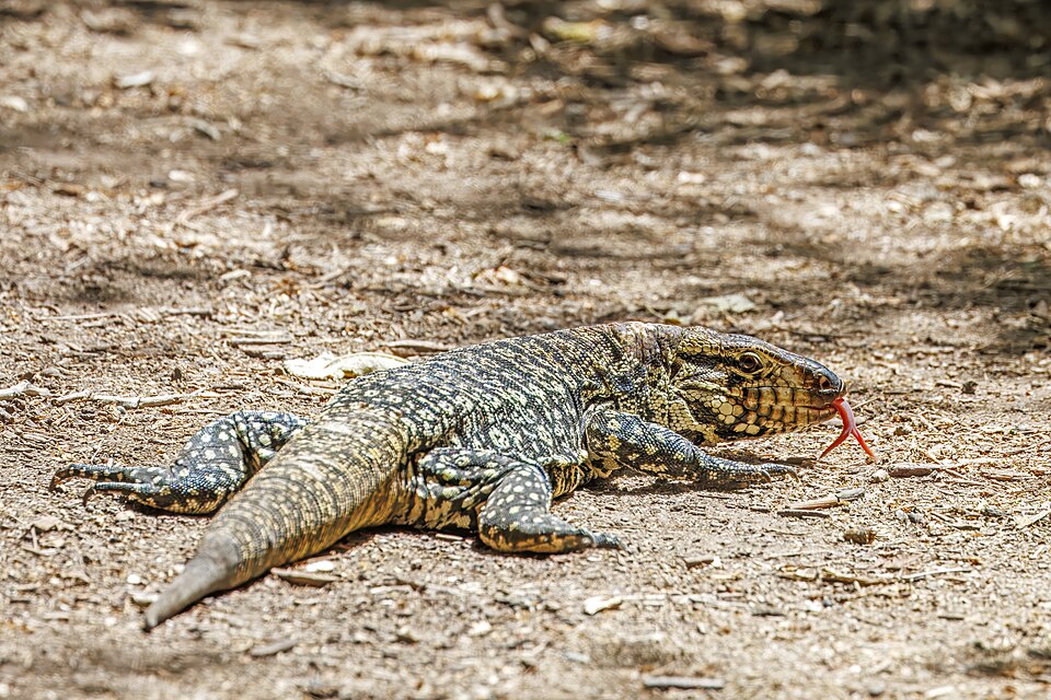 Salvator merianae