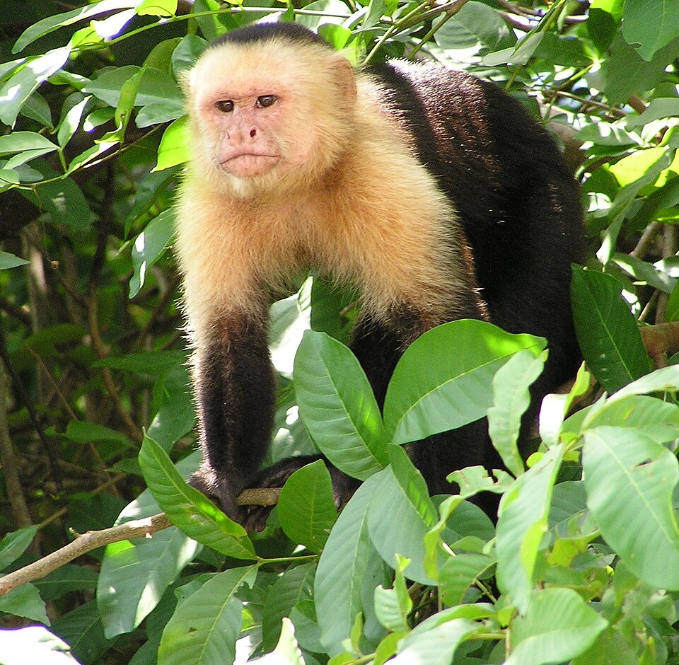 Sapajus nigritus