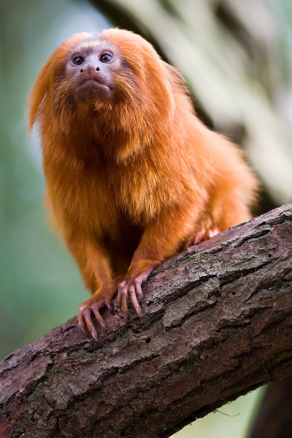 Leontopithecus rosalia