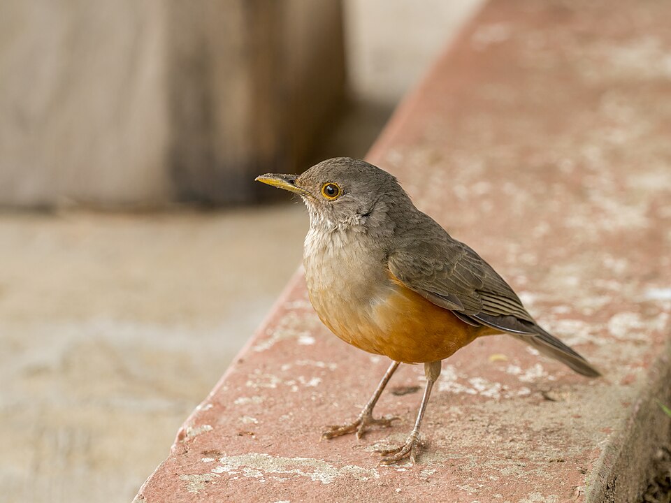 Turdus rufiventris