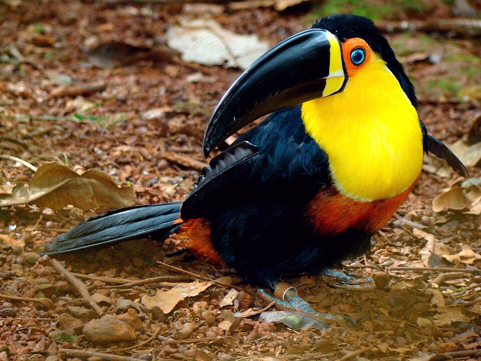 Ramphastos vitellinus